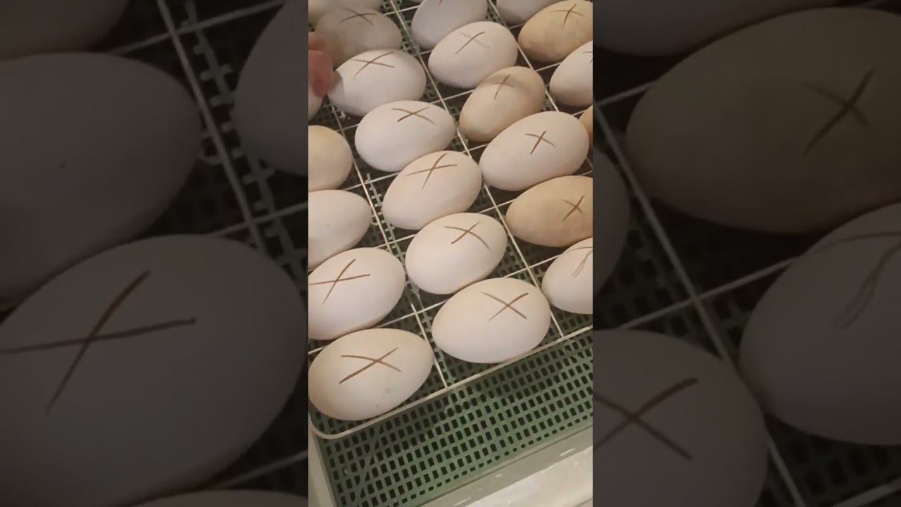 ЗАКЛАДКА ЯИЦ В ИНКУБАТОР #инкубация #гусиное #гусиноеяйцо#какинкубировать