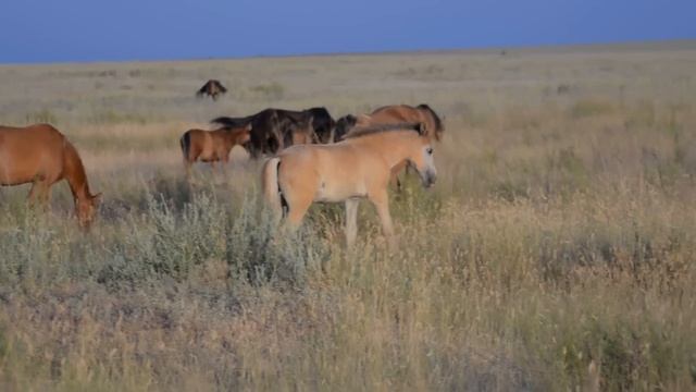 #Табун 2 смотреть онлайн