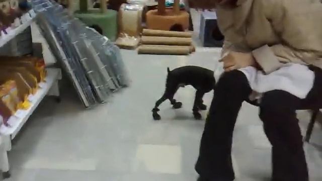 Собака примеряет сапоги.mp4 смотреть онлайн