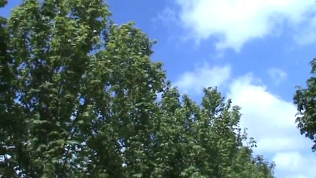 Acer rubrum 'October Glory' 4-4.5" смотреть онлайн