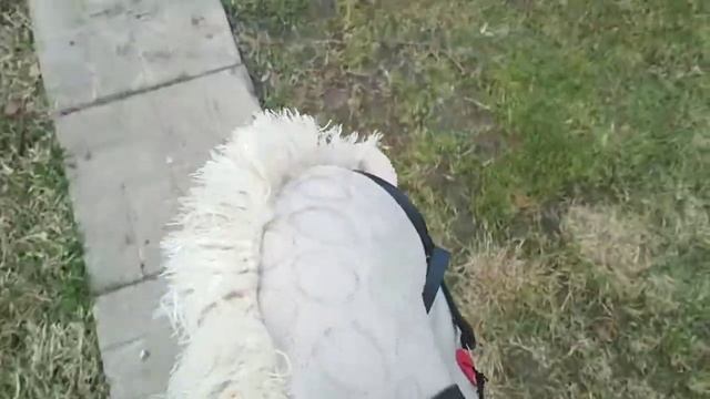 Тренировка по хобби-хорсингу ??*ЧУТЬ НЕ УПАЛА*