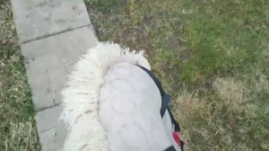 Тренировка по хобби-хорсингу ??*ЧУТЬ НЕ УПАЛА*