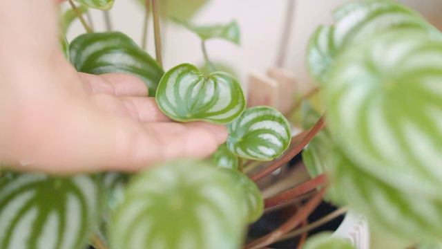 Update On My Young Cebu Blue Plant | Epipremnum Pinnatum