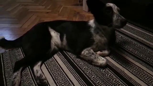 Бордер колли разговвривает