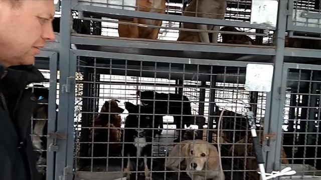 Стерилизация собак в г. Авдеевка.