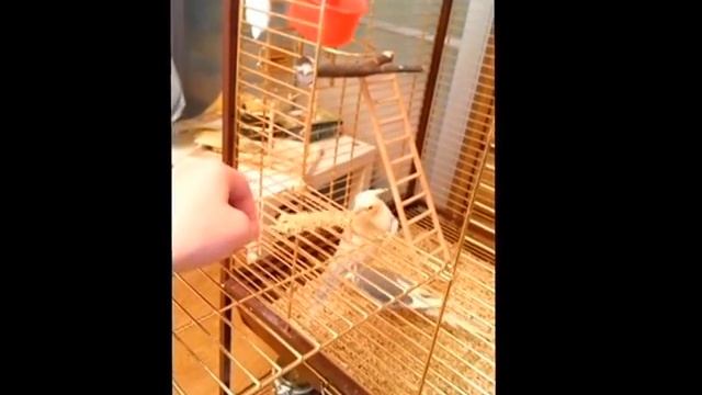 Приручение попугайчиков (корелы) смотреть онлайн