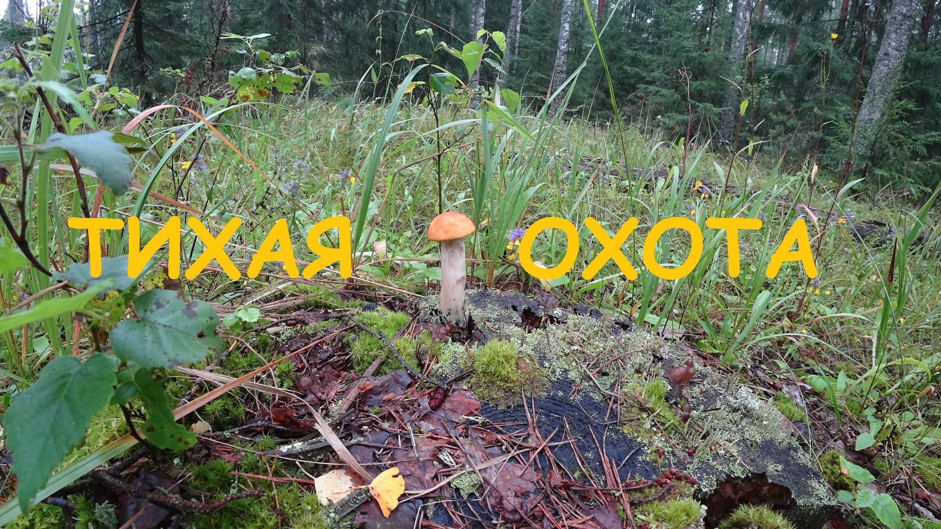 Тихая охота. Отличный улов, сентябрь 2019 года.