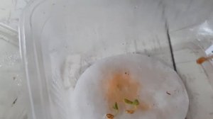 семена пеларгонии проклюнулись - высаживаем их в грунт