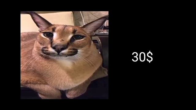 Ты наступил на: Тебя пригласили на: У тебя денег (2 часть): Шлёпа съел пельменей (2 часть): и ещё 1 смотреть онлайн