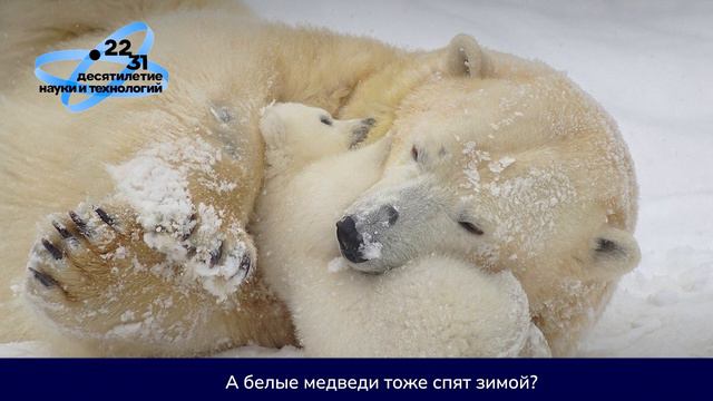 Спят ли белые медведи зимой как бурые? смотреть онлайн