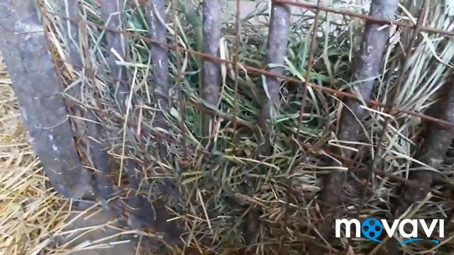 Які я дав клички кроликам )) смотреть онлайн