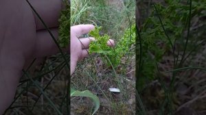 Обзор на Кочедыжники растущие у меня в саду