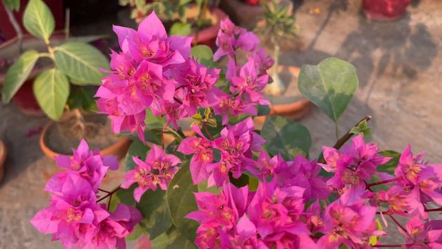 Bougainvillea Mahara Pink Colour 36 Petals смотреть онлайн