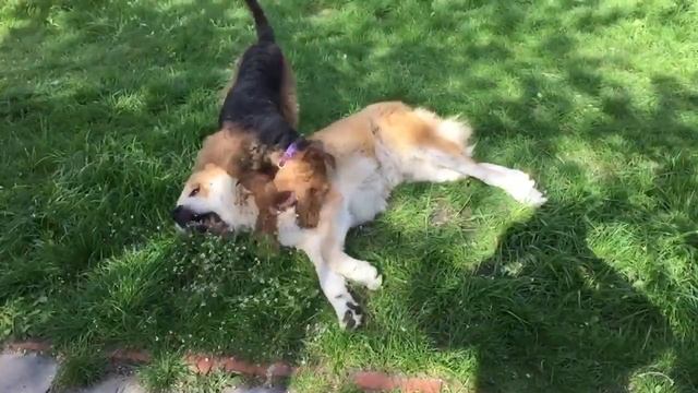 Эрдельтерьер Виконд и алабай Мартин смотреть онлайн