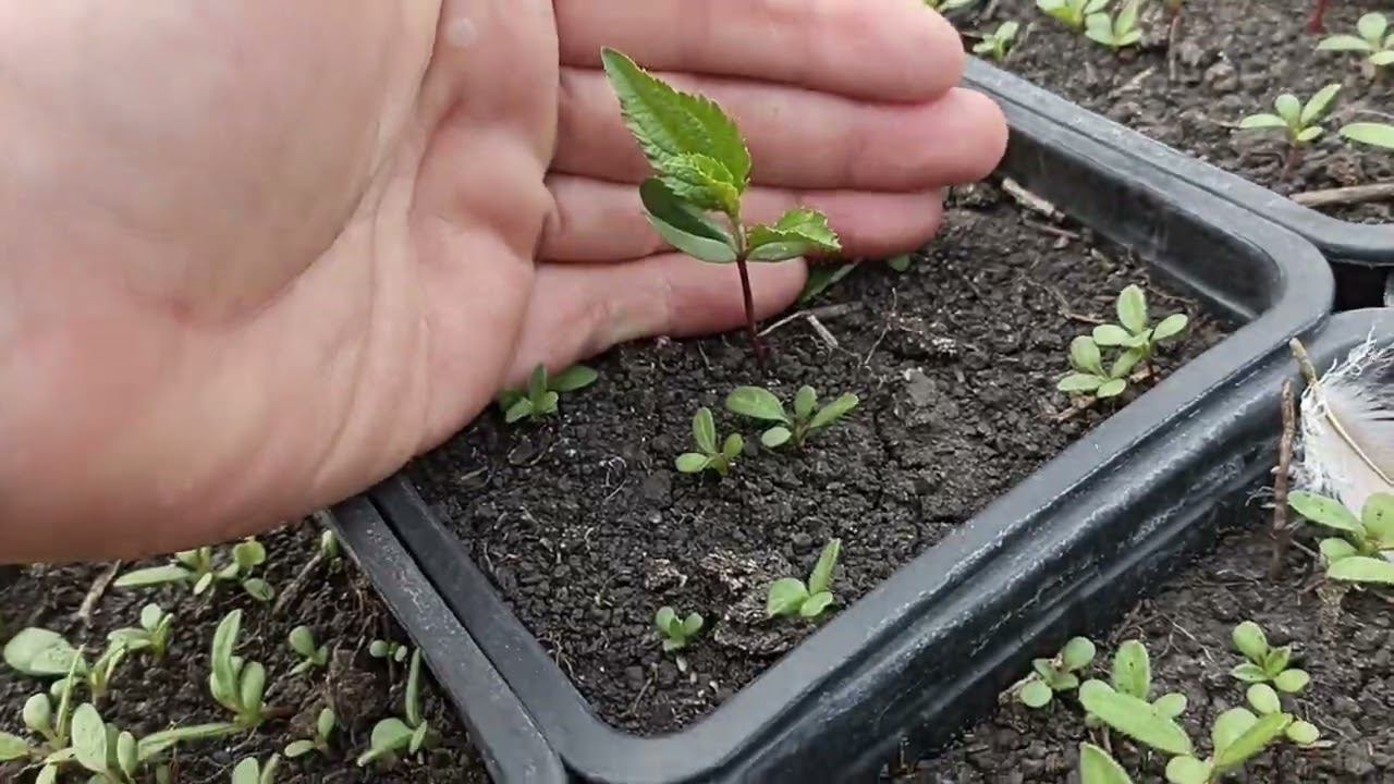 сеянцы яблони и груши в горшках взошли. делаю прополку. смотреть онлайн