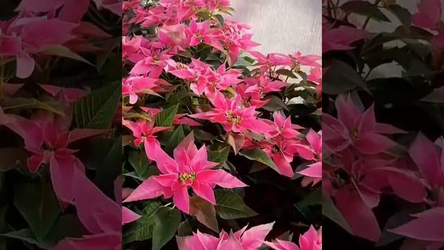 Пуансеттия смотреть онлайн