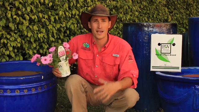 Jack Barnwell: Supertunia Vista Bubblegum