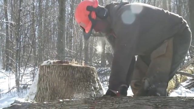 Beetle forces loggers to race against time смотреть онлайн
