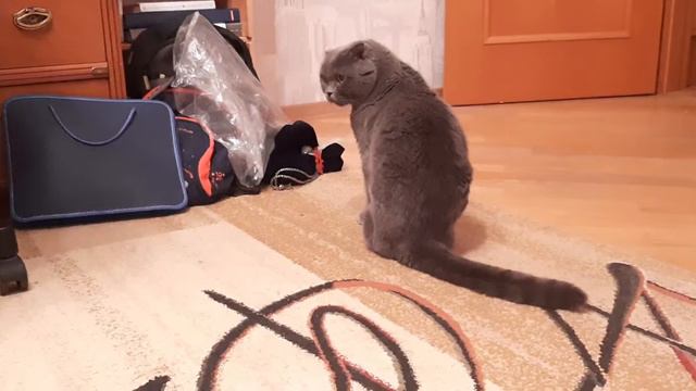 Бося готовится к ночному сну смотреть онлайн