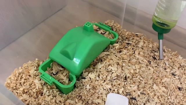 Сирийский хомяк (Пушиха) смотреть онлайн