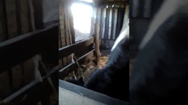 Откорм бычков.Измерения веса в 14 месяцев. смотреть онлайн