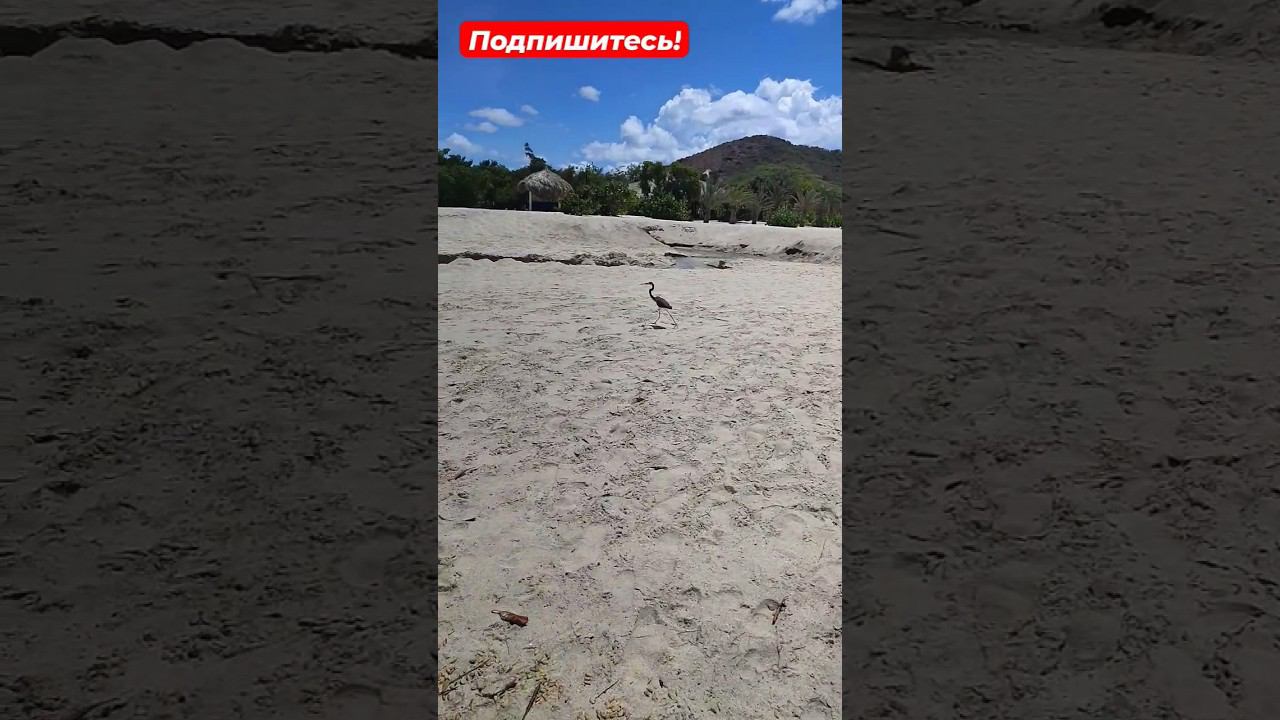 Преследование морской цапли на пляже Пуэрто Круз - остров ️ Маргарита смотреть онлайн