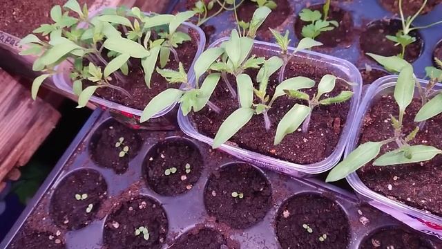 Видео привет с балкона. Балкон рассада март. смотреть онлайн