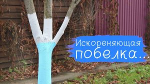 Мощнейшая защита вашего плодового дерева Побелка с медным купоросом деревьев осенью в октябре ноябре