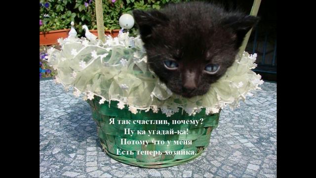 Ищу друга! Отдам котенка в хорошие и добрые руки. смотреть онлайн