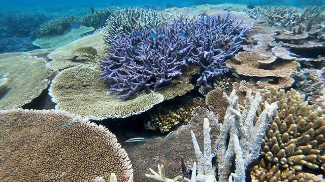 Back to Walker Reef смотреть онлайн