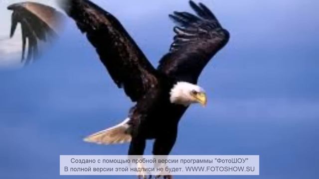 Қыранша өмір сүруді армандайсыз ба? Мән беріп тыңдаңыз! Аманжол Рысмендиев смотреть онлайн