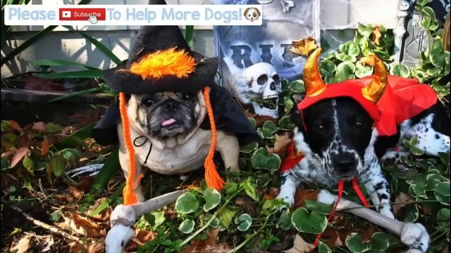 15 HOURS Of Deep Separation Anxiety Music For Dog Relaxation! Helped 4 Million Dogs Worldwide! NEW!