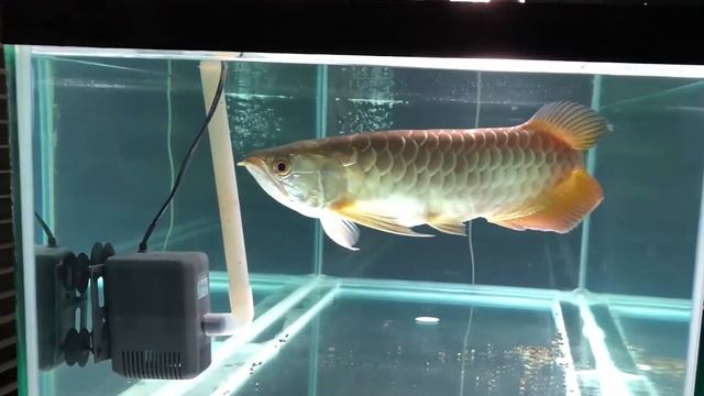 Top 10 Types of arowana fish - arawana fish (Lucky Fish) - arowana species смотреть онлайн
