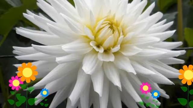 Георгина махровая (My Love). Краткий обзор, описание характеристик, где купить луковицы смотреть онлайн