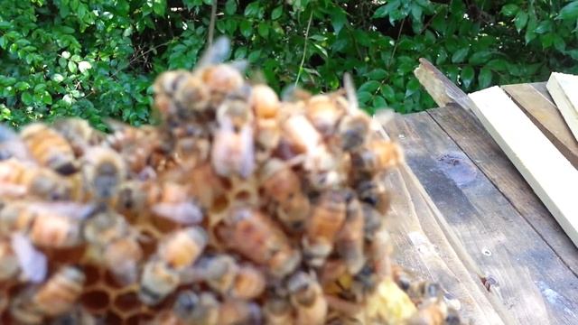 Honey Bee Queen Piping in cell, bees react by freezing in place. смотреть онлайн