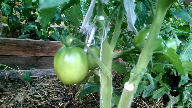 Томат Алтайский сюрприз от Ольги Чрновой. Довольно интересный томатик. смотреть онлайн