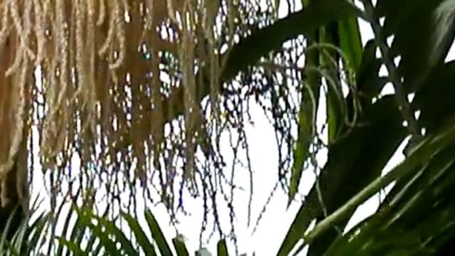 Nikon 1 V1 Slow Motion 400fps.MOV смотреть онлайн