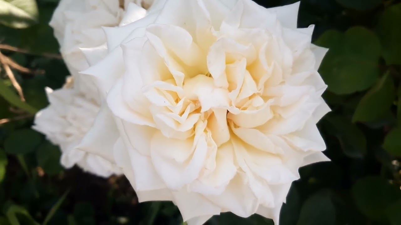 Уайт О,Хара в моем саду смотреть онлайн