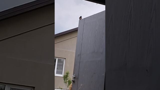 Пение ласточек. смотреть онлайн