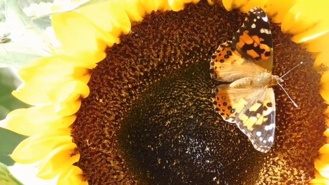 Psalm & Song CREDO: Praised Be the Father of Us All & Psalm 126: The Lord Has Done Great Things смотреть онлайн