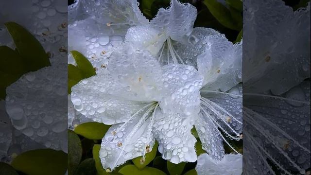 🌺 #flower #hibiscus #summer #tropical #noedit смотреть онлайн