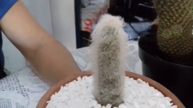 Meus peludinhas (mamilaria plumosa ) e (cabeça de velho ) смотреть онлайн