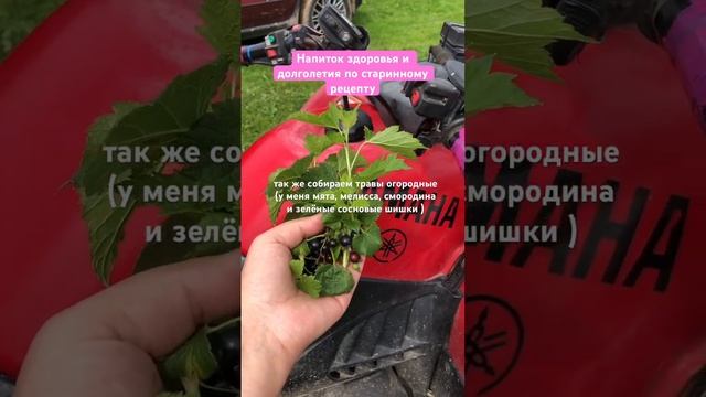 Напиток, исцеляющий все болезни!!! #здоровье #рецепты #долголетие #исцеление #vedma #травы смотреть онлайн