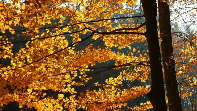 БЛЮЗ для виолончели и фортепиано, композитор В.Беседина,виолончель — Олег ВЕДЕРНИКОВ, рояль — автор смотреть онлайн