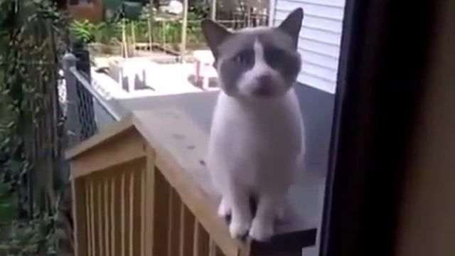 Пьяного кота не пускают домой © ВИДЕОЖЕСТЬ смотреть онлайн