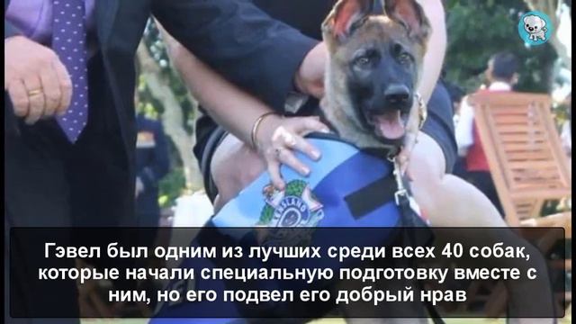 ЭТОТ ЩЕНОК ЗАКОНЧИЛ ОБУЧЕНИЕ, НО БЫЛ УВОЛЕН ИЗ ПОЛИЦИИ ПО НЕВЕРОЯТНО МИЛОЙ ПРИЧИНЕ смотреть онлайн