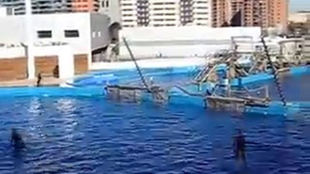 Valencia Aquarium 6 смотреть онлайн