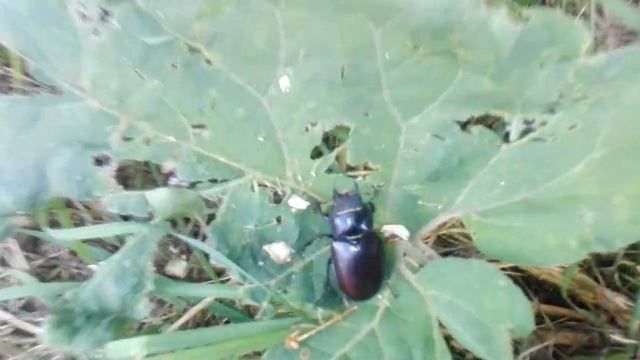 Lucanus Cervus Female (Linnaeus, 1758). Самка жука-оленя. смотреть онлайн