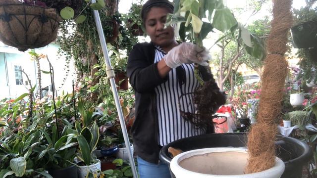 Transplantando Mostera Deliciosa Albo Borsigiana смотреть онлайн