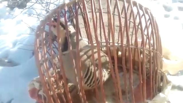 Шикор Маъруф голоса куропатка для Охота Partridge Chukor смотреть онлайн